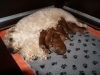 Puppies - 10 dagen